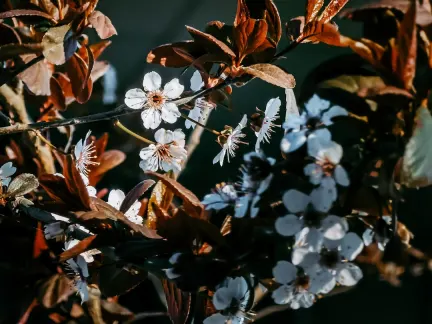 Glimmer Kaszinó Mobilalkalmazás